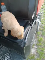 Milo, a male Golden Retriever for sale in Whiteville, NC – Photo 2 of 6