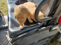 Milo, a male Golden Retriever for sale in Whiteville, NC – Photo 5 of 6