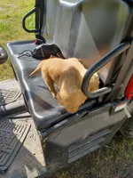 Milo, a male Golden Retriever for sale in Whiteville, NC – Photo 3 of 6