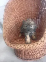 Macy, a female Shih Tzu for sale in Whiteville, NC – Photo 4 of 5