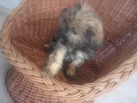 Macy, a female Shih Tzu for sale in Whiteville, NC – Photo 1 of 5