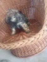 Macy, a female Shih Tzu for sale in Whiteville, NC – Photo 5 of 5