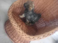 Macy, a female Shih Tzu for sale in Whiteville, NC – Photo 3 of 5