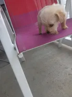 Murphy, a male Chihuahua and Yorkshire Terrier for sale in Whiteville, NC – Photo 5 of 5