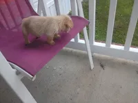 Murphy, a male Chihuahua and Yorkshire Terrier for sale in Whiteville, NC – Photo 4 of 5