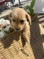 Murphy, a male Chihuahua and Yorkshire Terrier for sale in Whiteville, NC – Photo 1 of 5