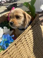 Murphy, a male Chihuahua and Yorkshire Terrier for sale in Whiteville, NC – Photo 2 of 5