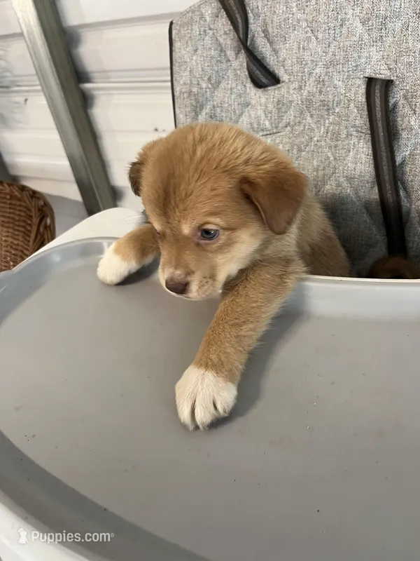 Maggie – German Shepherd Dog, Labrador Retriever puppy for sale in Whiteville, NC