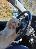 Max, a male Golden Retriever for sale in Whiteville, NC – Photo 2 of 6
