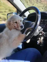 Max, a male Golden Retriever for sale in Whiteville, NC – Photo 3 of 6
