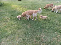 Max, a male Golden Retriever for sale in Whiteville, NC – Photo 5 of 6
