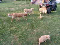 Max, a male Golden Retriever for sale in Whiteville, NC – Photo 4 of 6