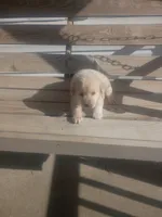 Chloe, a female Golden Retriever and Labrador Retriever for sale in Whiteville, NC – Photo 1 of 2