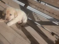 Chloe, a female Golden Retriever and Labrador Retriever for sale in Whiteville, NC – Photo 2 of 2