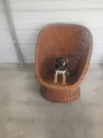 Buddy, a male German Shepherd Dog for sale in Whiteville, NC – Photo 2 of 3