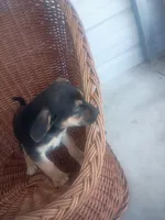 Buddy, a male German Shepherd Dog for sale in Whiteville, NC – Photo 3 of 3