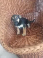 Buddy, a male German Shepherd Dog for sale in Whiteville, NC – Photo 1 of 3