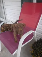 Buck, a male German Shepherd Dog and Labrador Retriever for sale in Whiteville, NC – Photo 5 of 7
