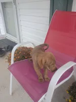 Buck, a male German Shepherd Dog and Labrador Retriever for sale in Whiteville, NC – Photo 6 of 7