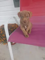 Buck, a male German Shepherd Dog and Labrador Retriever for sale in Whiteville, NC – Photo 1 of 7