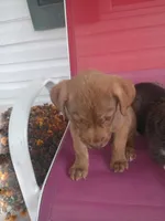 Buck, a male German Shepherd Dog and Labrador Retriever for sale in Whiteville, NC – Photo 2 of 7