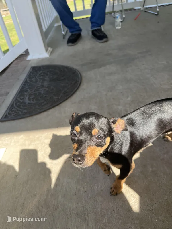 Chico – Chihuahua puppy for sale in Whiteville, NC