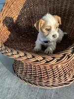 Luna, a female Chihuahua for sale in Whiteville, NC – Photo 2 of 4