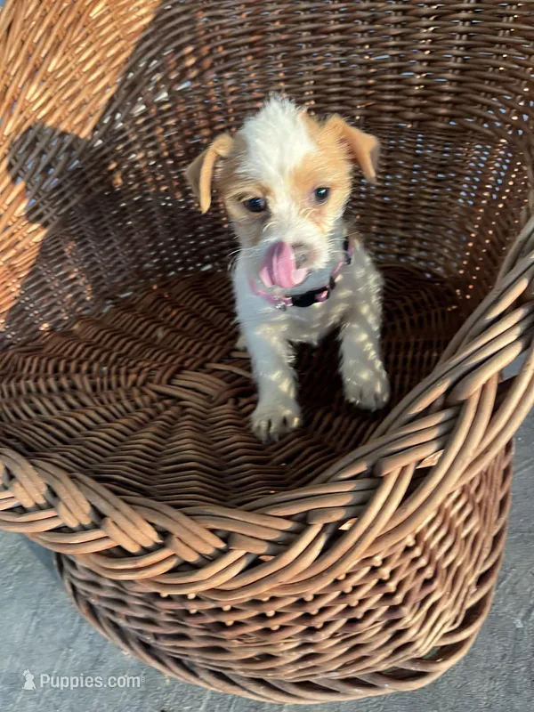 Luna – Chihuahua puppy for sale in Whiteville, NC