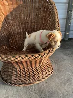 Luna, a female Chihuahua for sale in Whiteville, NC – Photo 4 of 4