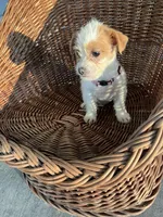 Luna, a female Chihuahua for sale in Whiteville, NC – Photo 3 of 4