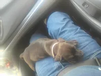 Bella, a female German Shepherd Dog and Labrador Retriever for sale in Whiteville, NC – Photo 2 of 4