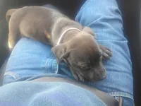 Bella, a female German Shepherd Dog and Labrador Retriever for sale in Whiteville, NC – Photo 3 of 4