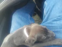 Bella, a female German Shepherd Dog and Labrador Retriever for sale in Whiteville, NC – Photo 4 of 4