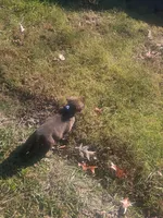 Bruno, a male German Shepherd Dog and Labrador Retriever for sale in Whiteville, NC – Photo 5 of 5
