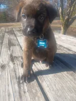 Bruno, a male German Shepherd Dog and Labrador Retriever for sale in Whiteville, NC – Photo 1 of 5