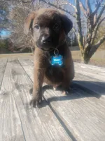 Bruno, a male German Shepherd Dog and Labrador Retriever for sale in Whiteville, NC – Photo 4 of 5