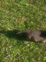 Bruno, a male German Shepherd Dog and Labrador Retriever for sale in Whiteville, NC – Photo 3 of 5