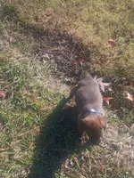 Bruno, a male German Shepherd Dog and Labrador Retriever for sale in Whiteville, NC – Photo 2 of 5