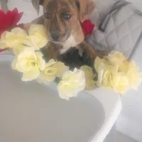 Rex, a male Boxer and Labrador Retriever for sale in Whiteville, NC – Photo 1 of 5