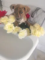 Rex, a male Boxer and Labrador Retriever for sale in Whiteville, NC – Photo 1 of 5