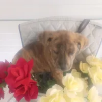 Rex, a male Boxer and Labrador Retriever for sale in Whiteville, NC – Photo 2 of 5