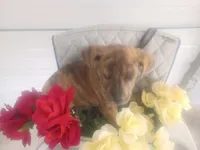 Rex, a male Boxer and Labrador Retriever for sale in Whiteville, NC – Photo 2 of 5