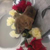 Rex, a male Boxer and Labrador Retriever for sale in Whiteville, NC – Photo 4 of 5