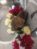 Rex, a male Boxer and Labrador Retriever for sale in Whiteville, NC – Photo 4 of 5