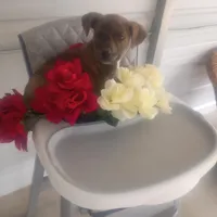 Rex, a male Boxer and Labrador Retriever for sale in Whiteville, NC – Photo 3 of 5