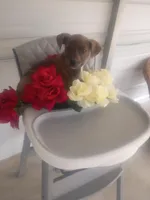 Rex, a male Boxer and Labrador Retriever for sale in Whiteville, NC – Photo 3 of 5