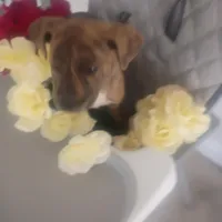 Rex, a male Boxer and Labrador Retriever for sale in Whiteville, NC – Photo 5 of 5