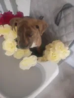 Rex, a male Boxer and Labrador Retriever for sale in Whiteville, NC – Photo 5 of 5