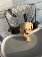 Leo, a male Chihuahua for sale in Whiteville, NC – Photo 2 of 5