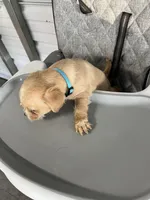 Leo, a male Chihuahua for sale in Whiteville, NC – Photo 4 of 5